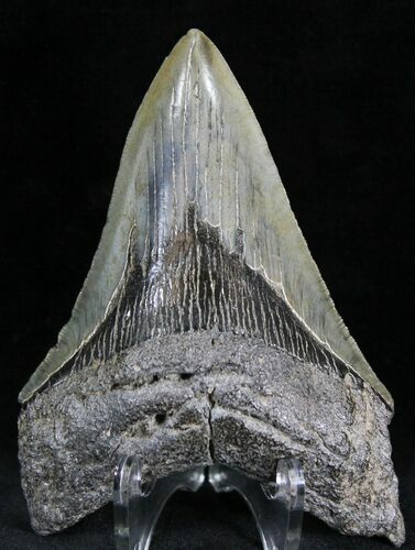 Lower Megalodon Tooth - South Carolina #28420